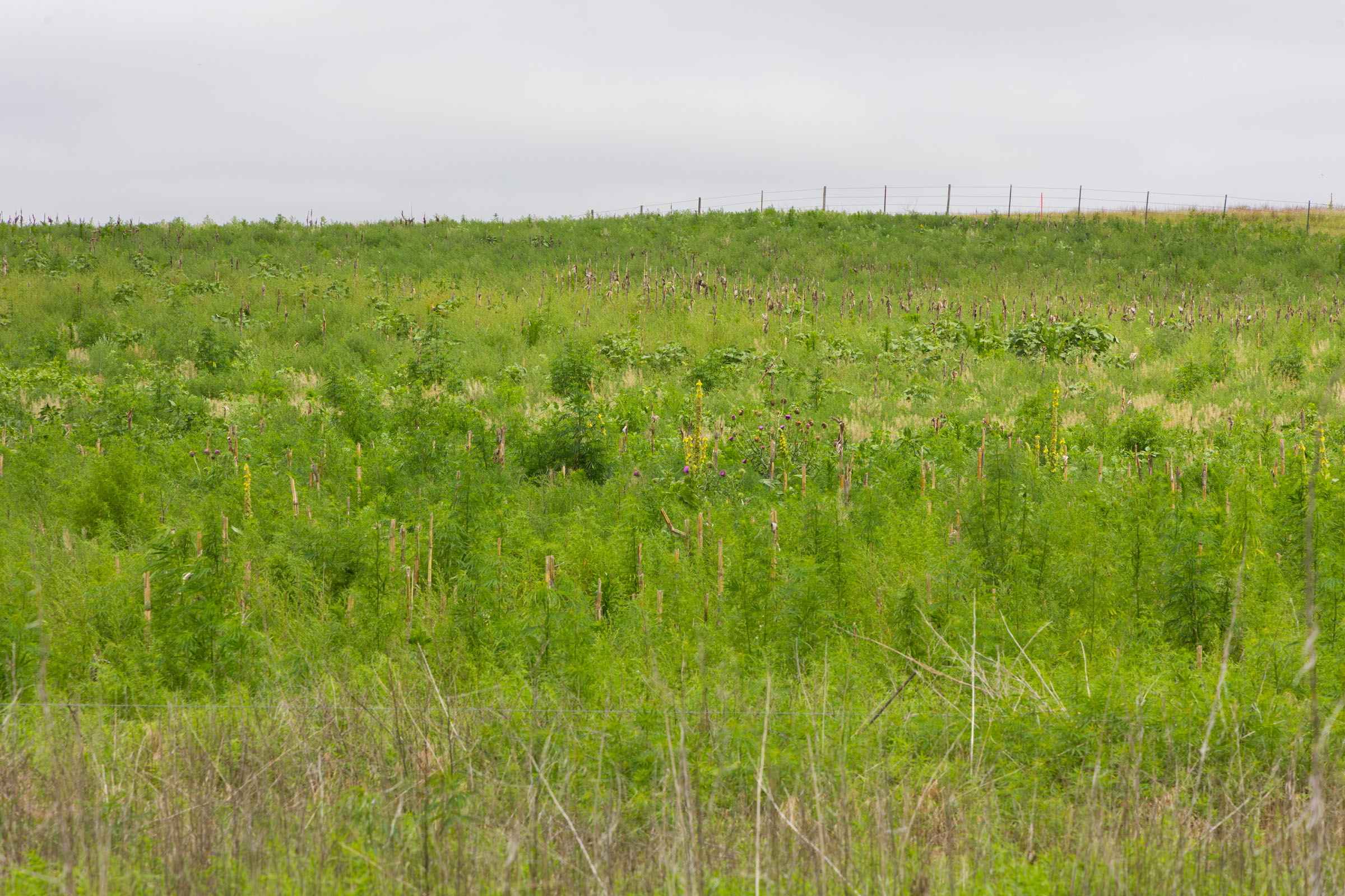 Crandall's Corner Tract 13 photo 8