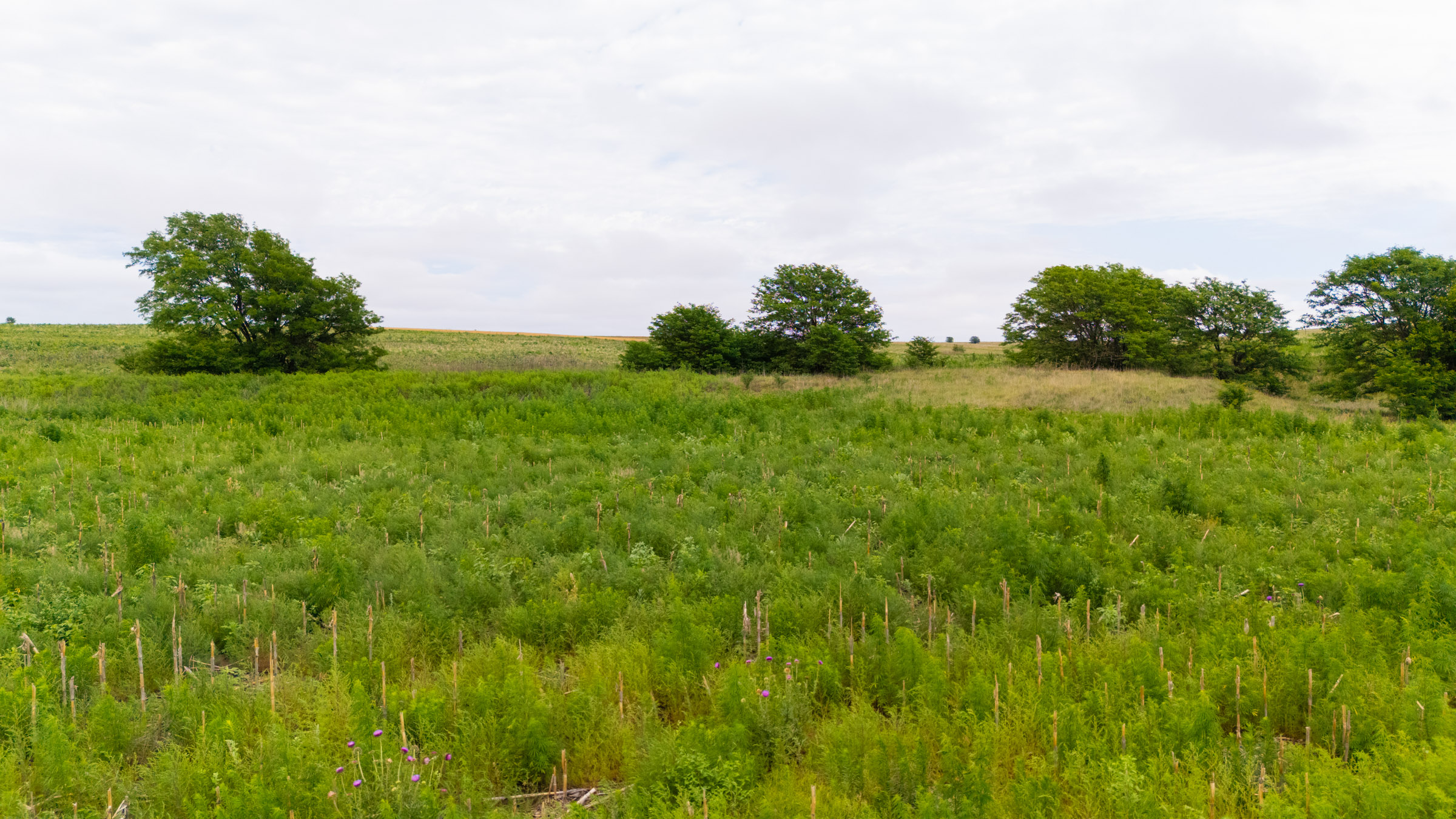 Crandall's Corner Tract 8 photo 5