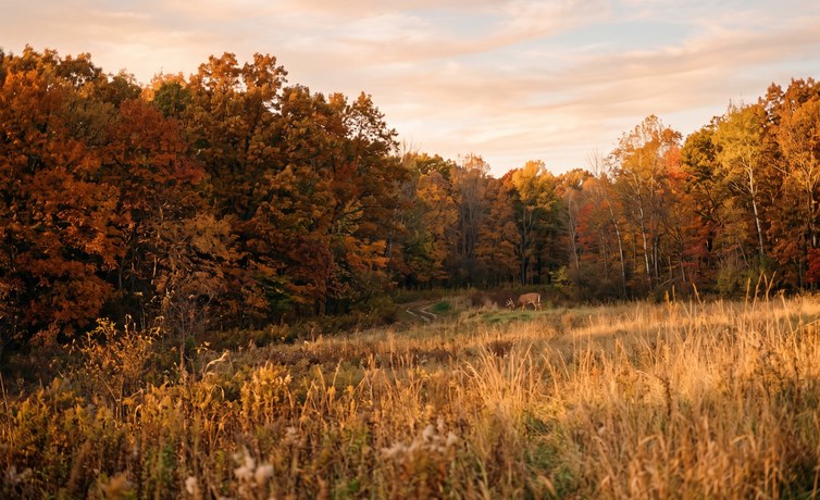 hunting land for sale