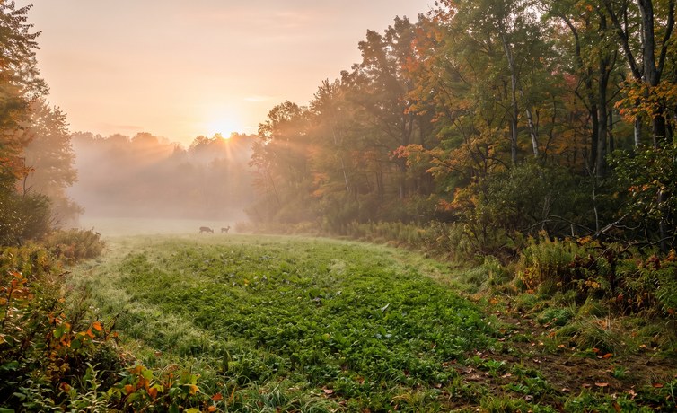 Getting Your Land Ready for Hunting Season: A Late-Summer Checklist